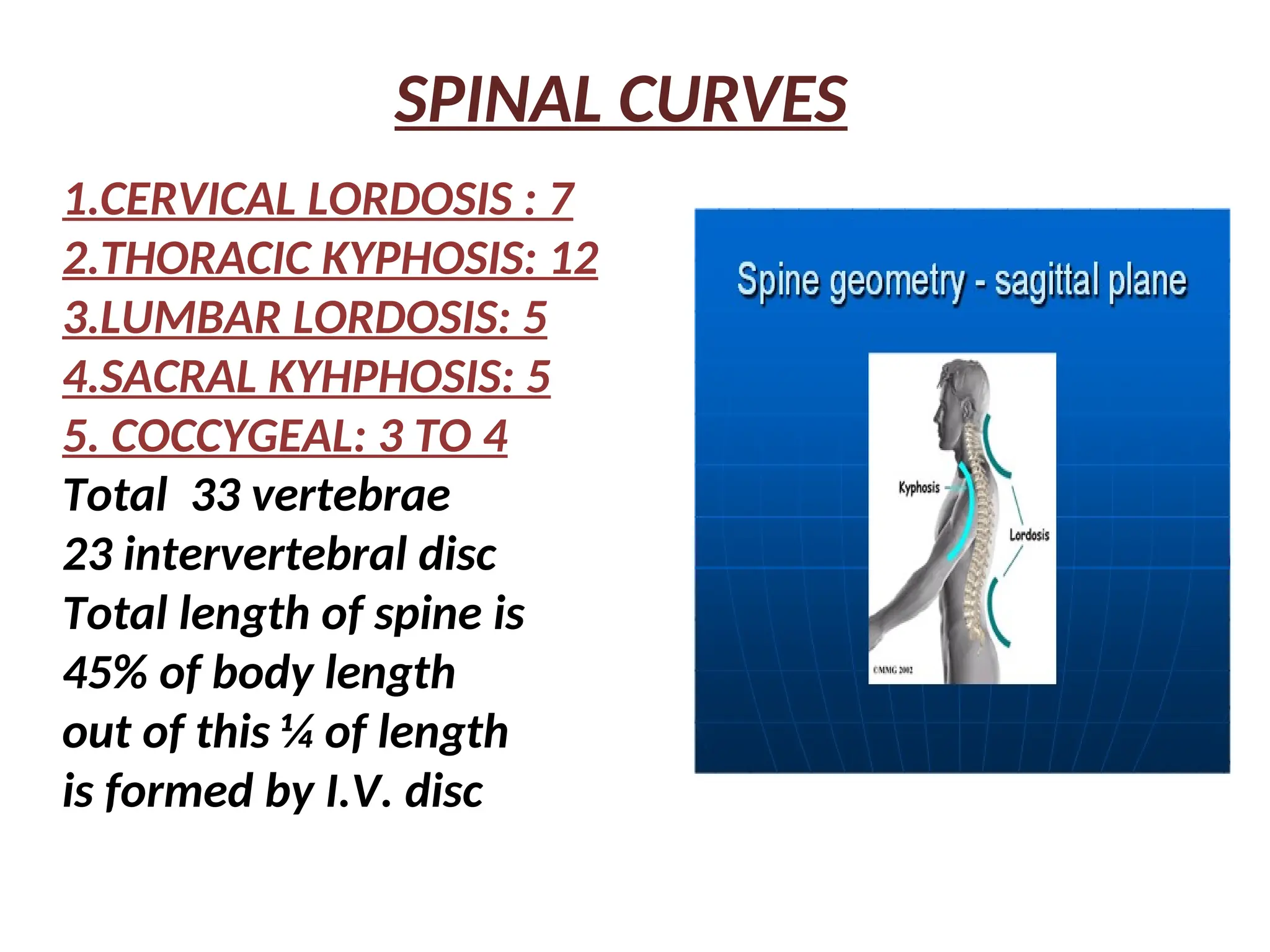 SPINAL CURVES
1.CERVICAL LORDOSIS : 7
2.THORACIC KYPHOSIS: 12
3.LUMBAR LORDOSIS: 5
4.SACRAL KYHPHOSIS: 5
5. COCCYGEAL: 3 TO 4
Total 33 vertebrae
23 intervertebral disc
Total length of spine is
45% of body length
out of this ¼ of length
is formed by I.V. disc
 