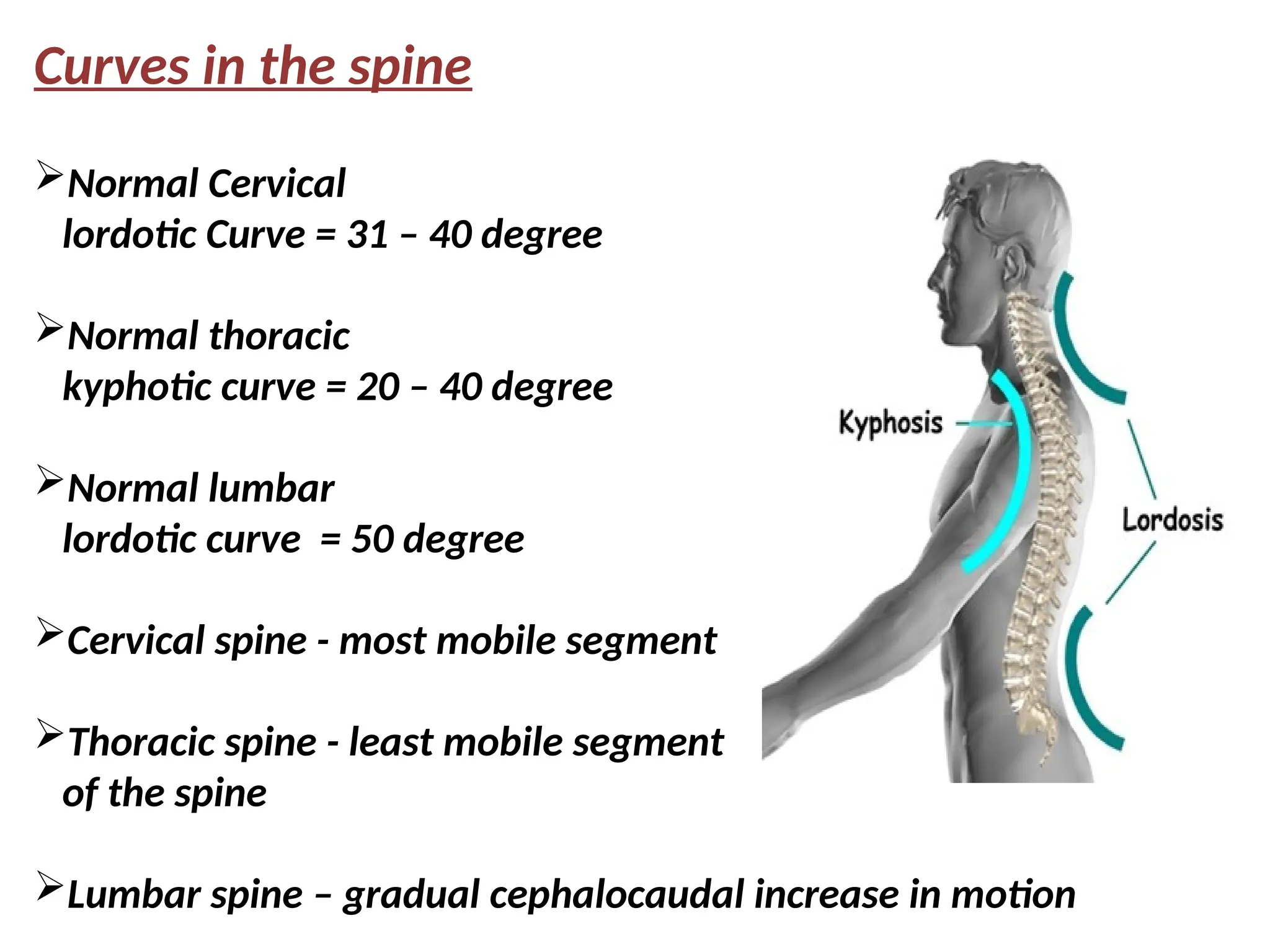 Curves in the spine
Normal Cervical
lordotic Curve = 31 – 40 degree
Normal thoracic
kyphotic curve = 20 – 40 degree
Normal lumbar
lordotic curve = 50 degree
Cervical spine - most mobile segment
Thoracic spine - least mobile segment
of the spine
Lumbar spine – gradual cephalocaudal increase in motion
 