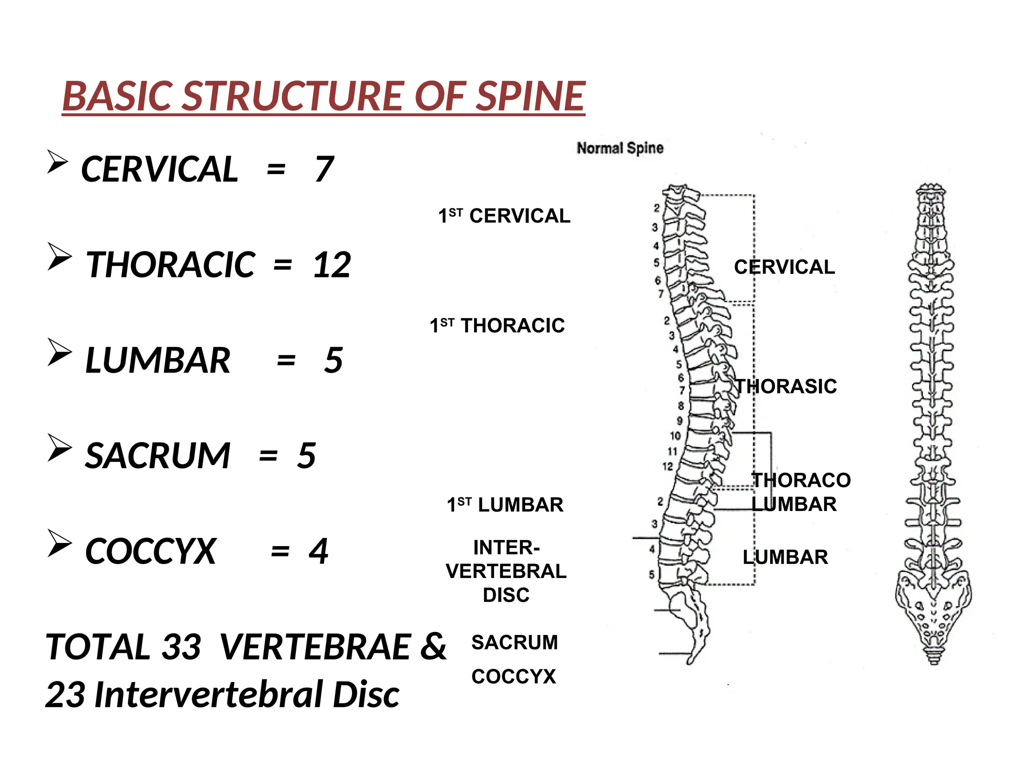 BASIC STRUCTURE OF SPINE
CERVICAL
THORASIC
THORACO
LUMBAR
LUMBAR
COCCYX
SACRUM
INTER-
VERTEBRAL
DISC
1ST
LUMBAR
1ST
THORACIC
1ST
CERVICAL
 CERVICAL = 7
 THORACIC = 12
 LUMBAR = 5
 SACRUM = 5
 COCCYX = 4
TOTAL 33 VERTEBRAE &
23 Intervertebral Disc
 