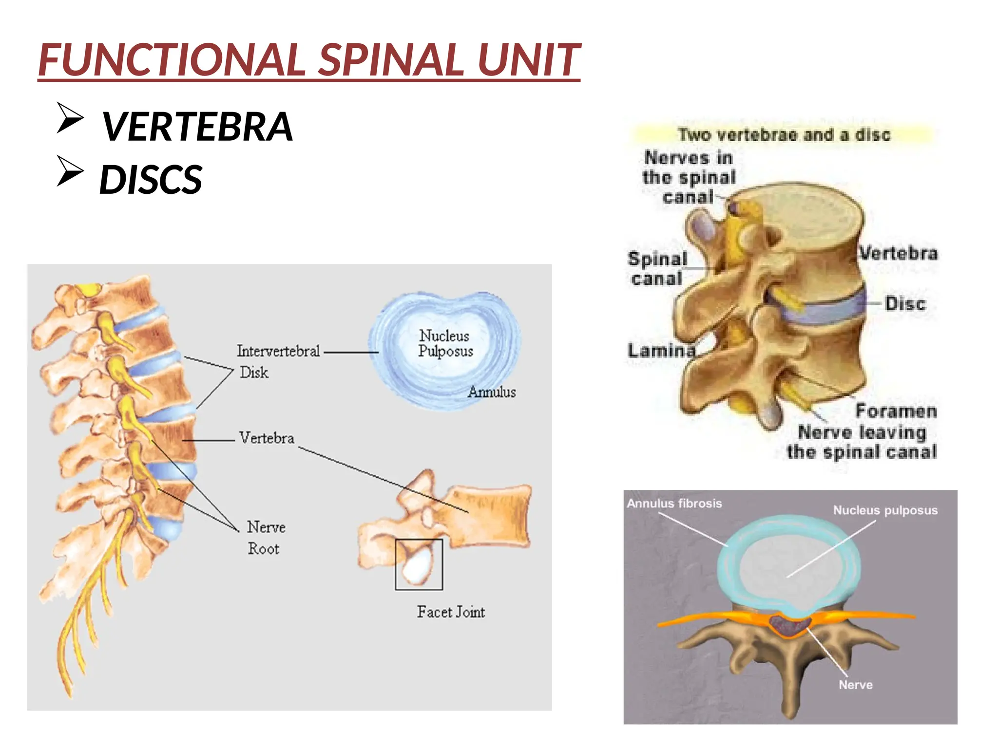 FUNCTIONAL SPINAL UNIT
 VERTEBRA
 DISCS
 