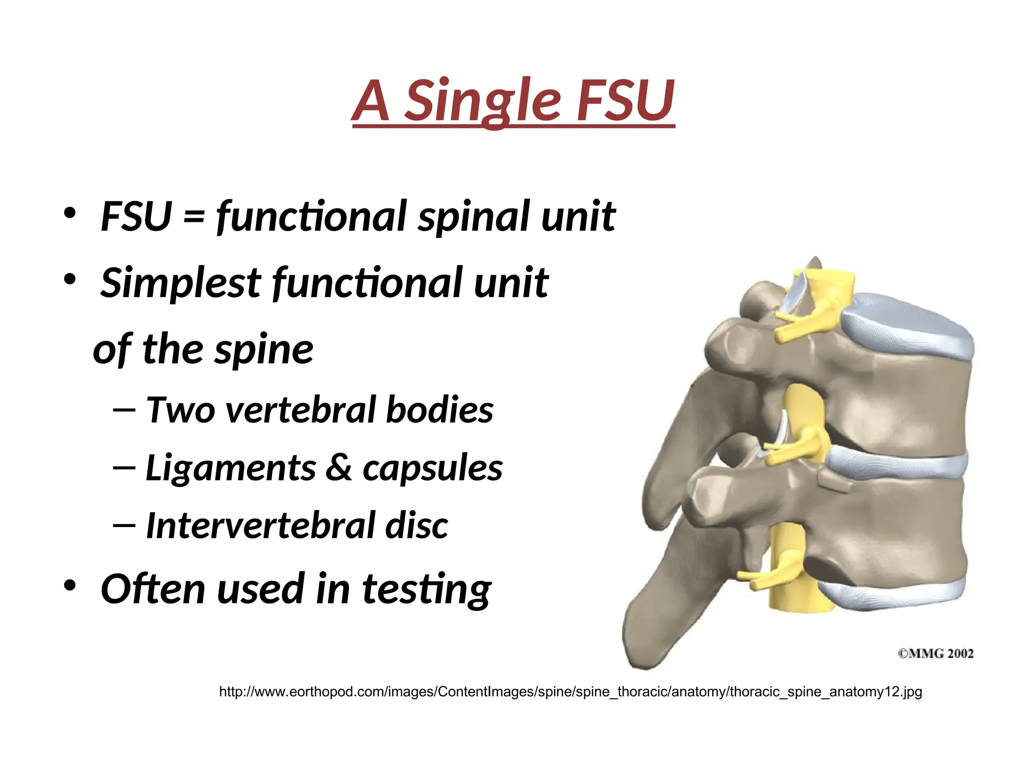 A Single FSU
• FSU = functional spinal unit
• Simplest functional unit
of the spine
– Two vertebral bodies
– Ligaments & capsules
– Intervertebral disc
• Often used in testing
http://www.eorthopod.com/images/ContentImages/spine/spine_thoracic/anatomy/thoracic_spine_anatomy12.jpg
 