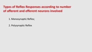 Polysynaptic Reflexes Example Comprehensive Overview of Spinal Reflexes and Muscle Tone Mechanisms | PDF