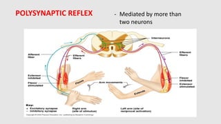 Comprehensive Overview of Spinal Reflexes and Muscle Tone Mechanisms | PDF
