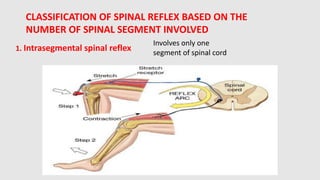 Back Reflex Comprehensive Overview of Spinal Reflexes and Muscle Tone Mechanisms | PDF