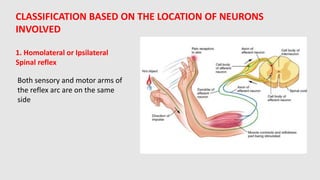 Comprehensive Overview of Spinal Reflexes and Muscle Tone Mechanisms | PDF