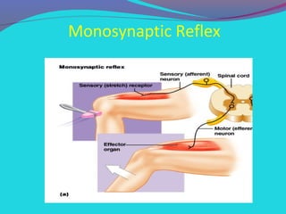 Polysynaptic Reflexes Example Spinal reflexes 9- | PPT