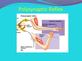Polysynaptic Circuit Spinal reflexes 9- | PPT