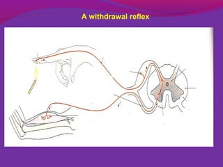 Spinal reflexes 9- | PPT