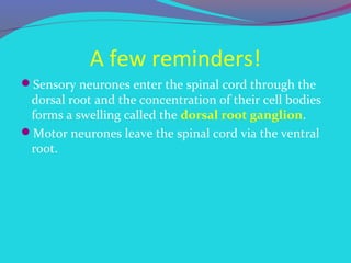 Maintaining a Healthy Spine: Tips for Posture ... - Apollo Hospitals