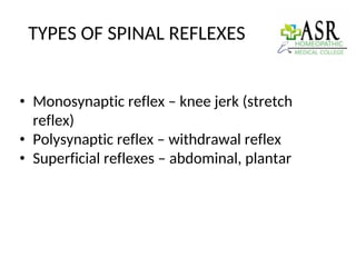 Polysynaptic Reflexes Example spinal reflexes Presented by B. LUSRITHA | PDF
