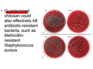 • Quanternized
chitosan could
also effectively kill
antibiotic-resistant
bacteria, such as
Methicillin-
resistant
Staphylococcus
aureus
 