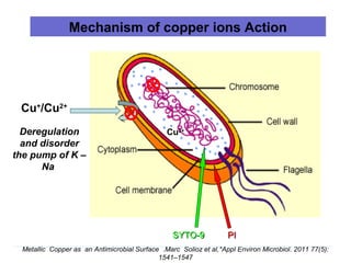 Mechanism of copper ions Action
SYTO-9SYTO-9 PIPI
Cu+
/Cu2+
Cu2+
Metallic Copper as an Antimicrobial Surface .Marc Solioz et al,*Appl Environ Microbiol. 2011 77(5):
1541–1547
Deregulation
and disorder
the pump of K –
Na
 