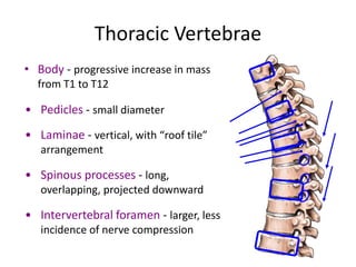 Spinal syndromes omt treatment.pptx