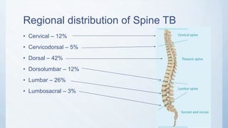 Regional distribution of Spine TB
• Cervical – 12%
• Cervicodorsal – 5%
• Dorsal – 42%
• Dorsolumbar – 12%
• Lumbar – 26%
• Lumbosacral – 3%
 
