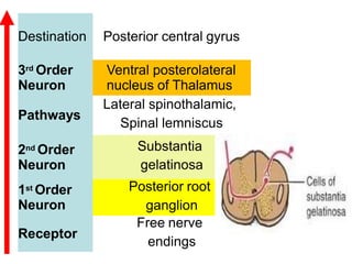 • L. Spinoth.T. in cervical segment
shows:
1.Sacral fibers are lateral, while
Cervical fibers are medial.
2.Pain fibers ar...