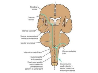Cuneocerebellar tract:
• Also called posterior
external arcuate fibers
• 2nd order neuron axons of the
nucleus cuneatus tr...