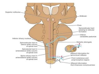 Notes about corticospinal tract:
• 2/3 of the fibers arise from the precentral
gyrus ( area 4 & 6),
• 1/3 of the fibers ar...