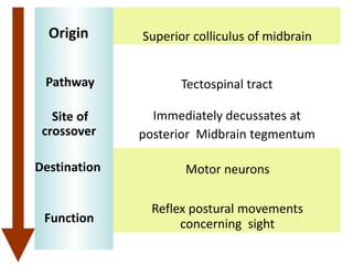Notes about vestibulospinal tract:
• Lateral vestibulospinal tract is involved in:
1. maintenance of upright posture and b...