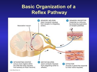 Basic Organization of a
Reflex Pathway
 