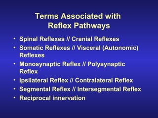 Terms Associated with
Reflex Pathways
• Spinal Reflexes // Cranial Reflexes
• Somatic Reflexes // Visceral (Autonomic)
Reflexes
• Monosynaptic Reflex // Polysynaptic
Reflex
• Ipsilateral Reflex // Contralateral Reflex
• Segmental Reflex // Intersegmental Reflex
• Reciprocal innervation
 