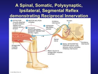 A Spinal, Somatic, Polysynaptic,
Ipsilateral, Segmental Reflex
demonstrating Reciprocal Innervation
 