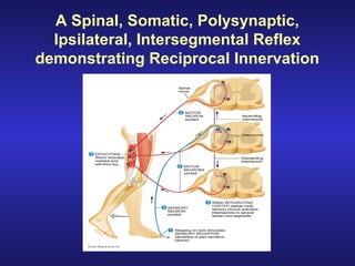 A Spinal, Somatic, Polysynaptic,
Ipsilateral, Intersegmental Reflex
demonstrating Reciprocal Innervation
 