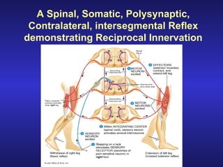 A Spinal, Somatic, Polysynaptic,
Contralateral, intersegmental Reflex
demonstrating Reciprocal Innervation
 