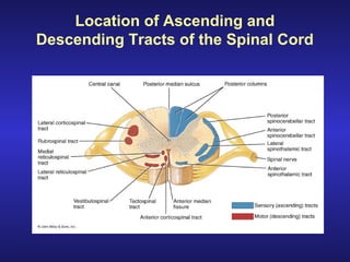 Location of Ascending and
Descending Tracts of the Spinal Cord
 