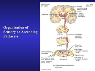 Organization of
Sensory or Ascending
Pathways
 
