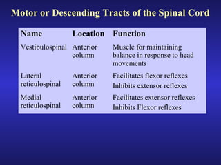 Motor or Descending Tracts of the Spinal Cord
Name Location Function
Vestibulospinal Anterior
column
Muscle for maintaining
balance in response to head
movements
Lateral
reticulospinal
Anterior
column
Facilitates flexor reflexes
Inhibits extensor reflexes
Medial
reticulospinal
Anterior
column
Facilitates extensor reflexes
Inhibits Flexor reflexes
 