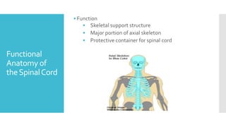 Functional
Anatomy of
theSpinalCord
• Function
• Skeletal support structure
• Major portion of axial skeleton
• Protective container for spinal cord
 
