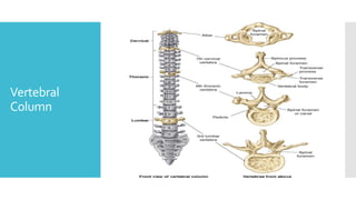 Vertebral
Column
 