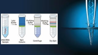 Spin column extraction method molecular biology course.pdf
