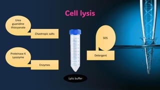Cell lysis
Lytic buffer
Chaotropic salts
Detergent
Enzymes
Urea
guanidine
thiocyanate
Proteinase K
Lysozyme
SDS
 