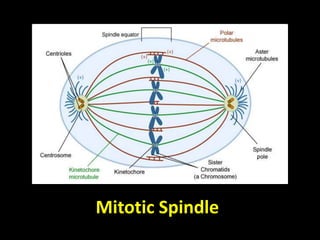 Mitotic Spindle
 