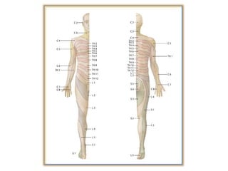 Surgery 6th year, Tutorial (Dr. Khalid Shokor Mahmood)