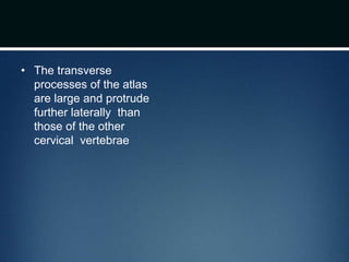• The transverse
processes of the atlas
are large and protrude
further laterally than
those of the other
cervical vertebrae
 