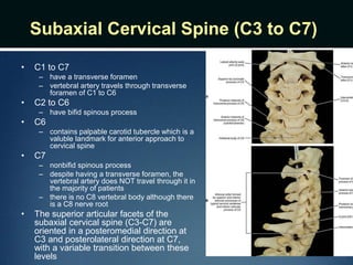 Subaxial Cervical Spine (C3 to C7)
• C1 to C7
– have a transverse foramen
– vertebral artery travels through transverse
foramen of C1 to C6
• C2 to C6
– have bifid spinous process
• C6
– contains palpable carotid tubercle which is a
valuble landmark for anterior approach to
cervical spine
• C7
– nonbifid spinous process
– despite having a transverse foramen, the
vertebral artery does NOT travel through it in
the majority of patients
– there is no C8 vertebral body although there
is a C8 nerve root
• The superior articular facets of the
subaxial cervical spine (C3-C7) are
oriented in a posteromedial direction at
C3 and posterolateral direction at C7,
with a variable transition between these
levels
 