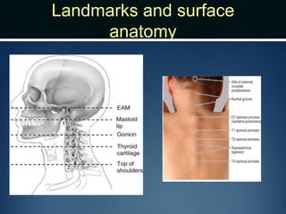 Landmarks and surface
anatomy
 