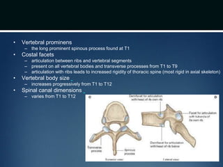 • Vertebral prominens
– the long prominent spinous process found at T1
• Costal facets
– articulation between ribs and vertebral segments
– present on all vertebral bodies and transverse processes from T1 to T9
– articulation with ribs leads to increased rigidity of thoracic spine (most rigid in axial skeleton)
• Vertebral body size
– increases progressively from T1 to T12
• Spinal canal dimensions
– varies from T1 to T12
 