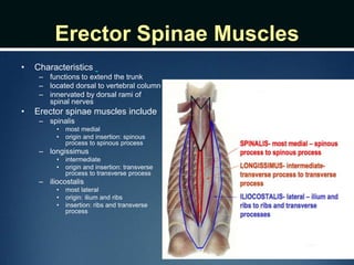 Erector Spinae Muscles
• Characteristics
– functions to extend the trunk
– located dorsal to vertebral column
– innervated by dorsal rami of
spinal nerves
• Erector spinae muscles include
– spinalis
• most medial
• origin and insertion: spinous
process to spinous process
– longissimus
• intermediate
• origin and insertion: transverse
process to transverse process
– iliocostalis
• most lateral
• origin: ilium and ribs
• insertion: ribs and transverse
process
 