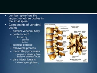 • Lumbar spine has the
largest vertebrae bodies in
the axial spine
• Components of vertebral
bodies
– anterior vertebral body
– posterior arch
• formed by
– pedicles
– lamina
– spinous process
– transverse process
– mammillary processes
• project posteriorly from
superior articular facet
– pars interarticularis
• site of spondylolysis
 