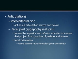 • Articulations
– intervertebral disc
• act as an articulation above and below
– facet joint (zygapophyseal joint)
• formed by superior and inferior articular processes
that project from junction of pedicle and lamina
• facet orientation
– facets become more coronal as you move inferior
 