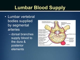 Lumbar Blood Supply
• Lumbar vertebral
bodies supplied
by segmental
arteries
– dorsal branches
supply blood to
the dura &
posterior
elements
 
