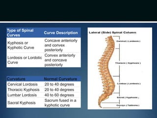 Curvature Normal Curvature
Cervical Lordosis 20 to 40 degrees
Thoracic Kyphosis 20 to 40 degrees
Lumbar Lordosis 40 to 60 degrees
Sacral Kyphosis
Sacrum fused in a
kyphotic curve
Type of Spinal
Curves
Curve Description
Kyphosis or
Kyphotic Curve
Concave anteriorly
and convex
posteriorly
Lordosis or Lordotic
Curve
Convex anteriorly
and concave
posteriorly
 