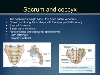 Sacrum and coccyx
• The sacrum is a single bone : five fused sacral vertebrae.
• Curved and triangular in shape with the apex pointed inferiorly
• 4 sacral foramina
• Sacral canal contains:
• roots of sacral and coccygeal spinal nerves
• Filum terminale
• Fibrofatty material
 