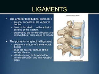 LIGAMENTS
• The anterior longitudinal ligament :
– anterior surfaces of the vertebral
bodies
– base of the skull to the anterior
surface of the sacrum.
– attached to the vertebral bodies and
intervertebral discs along its length.
• The posterior longitudinal ligament:
– posterior surfaces of the vertebral
bodies
– lines the anterior surface of the
vertebral canal.
– attached along its length to the
vertebral bodies and intervertebral
discs.
 