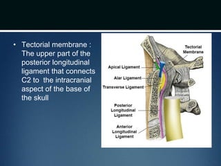 • Tectorial membrane :
The upper part of the
posterior longitudinal
ligament that connects
C2 to the intracranial
aspect of the base of
the skull
 