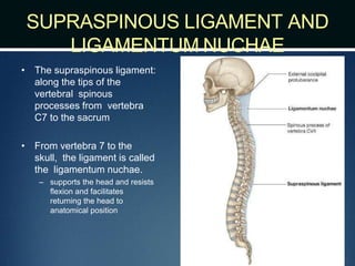 SUPRASPINOUS LIGAMENT AND
LIGAMENTUM NUCHAE
• The supraspinous ligament:
along the tips of the
vertebral spinous
processes from vertebra
C7 to the sacrum
• From vertebra 7 to the
skull, the ligament is called
the ligamentum nuchae.
– supports the head and resists
flexion and facilitates
returning the head to
anatomical position
 