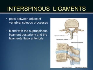 INTERSPINOUS LIGAMENTS
• pass between adjacent
vertebral spinous processes
• blend with the supraspinous
ligament posteriorly and the
ligamenta flava anteriorly
 